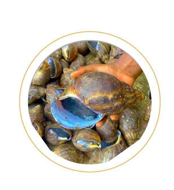 Fresh Sea Snail – Wild-Caught – 1kg